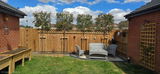 Red Robin Pleached Tree [Photinia × fraseri] for Privacy Screening | Freshly Pleached Trees