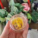 Stefania P. review photo