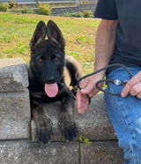 Riverrock Shepherds review photo