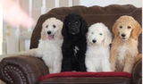 Absolutely Pampered Poodles review photo