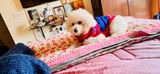 e Gautam Anand review photo
