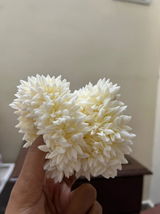 Devikabiju review photo