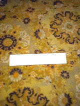 Steve Watson review photo