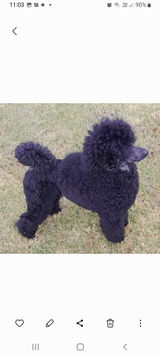 Sachiel Miniature Poodles (Michele Holly) review photo