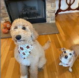 BaileysBandanas review photo