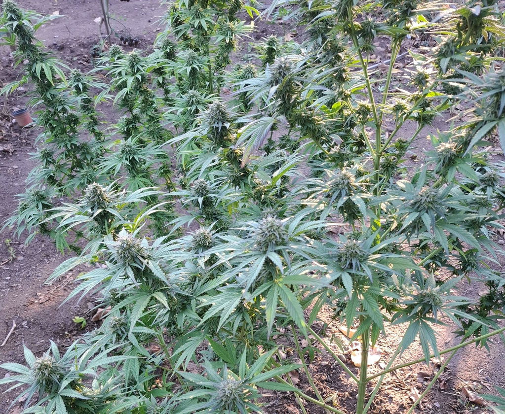 Peach Goliath CBD Samen | 3 Stück feminisiert | Holy Hemp
