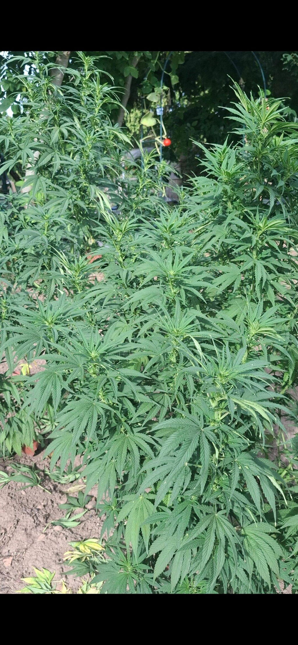 Honey Cream Fast Flowering Samen | Royal Queen Seeds