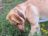 Betsy review photo