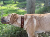 Betsy review photo