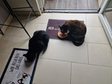 Markus review photo