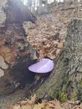 Ty P. review photo
