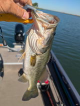Robert Souza (fish'en partner) review photo
