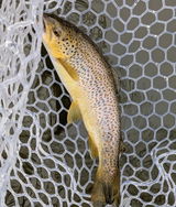 Bobgoesfishing review photo