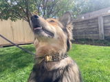 Dog Lover in Albuquerque review photo