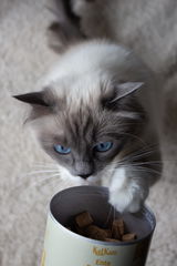 Maya review photo