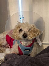 Muddy Paws Rescue Clinic review photo