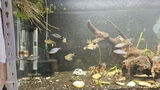 Asw Aquatics review photo