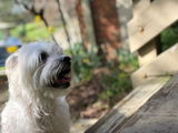 Bahar M. review photo