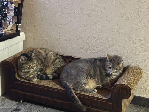 LöwenLounge XXL
