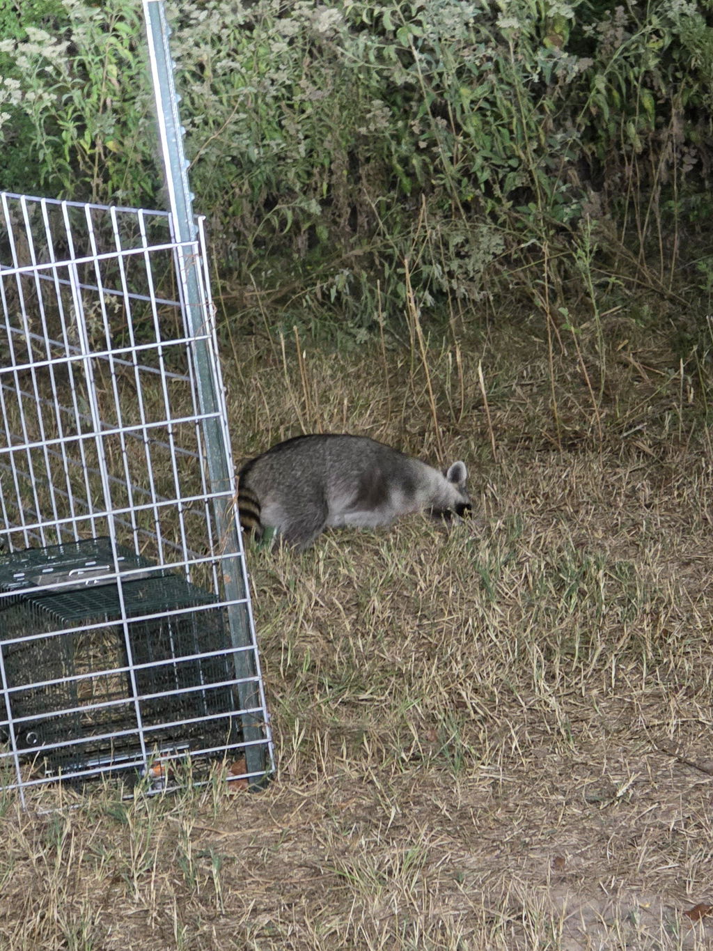 KG Raccoon Trapping Kit