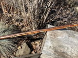 Roger Rashok review photo
