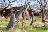 Gene Bohannon review photo