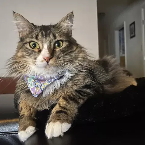 Purple Japanese Flowers Dog & Cat Bandana