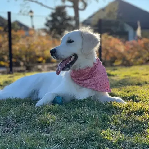 Nezuko Dog & Cat Bandana