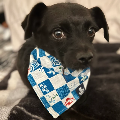 Blue Japanese Festival Dog & Cat Bandana