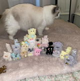 Luna Kitty review photo