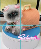Shida review photo