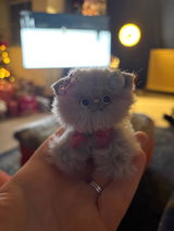Kar review photo