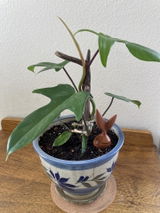 Diane Sbranti review photo