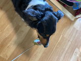 Doggie Shopper review photo