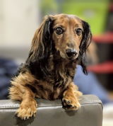 Theodore review photo