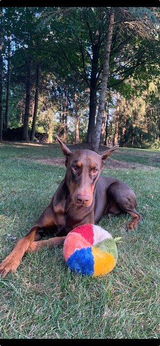 Jaime the Doberman review photo