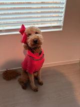 guccithedoodle01 review photo