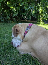 Sophie review photo