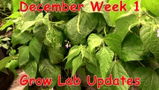 The Farmacy Seeds Network review photo