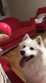 **** **** review photo