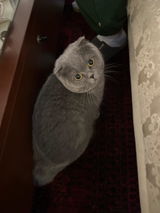 Elvan Tekcan review photo