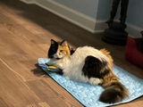 Karen Y. review photo