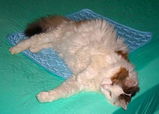 Brenda R. review photo