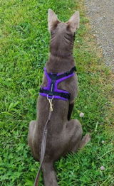 Happy dog mum review photo