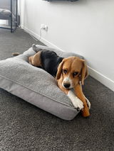 Sophie review photo