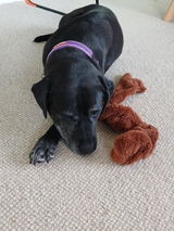 Peita review photo