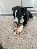 Hank the Amstaff review photo