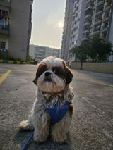 Tuffy review photo