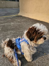 Tuffy review photo