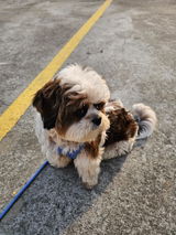 Tuffy review photo